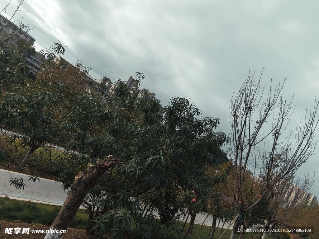 狂风中弯折的树木