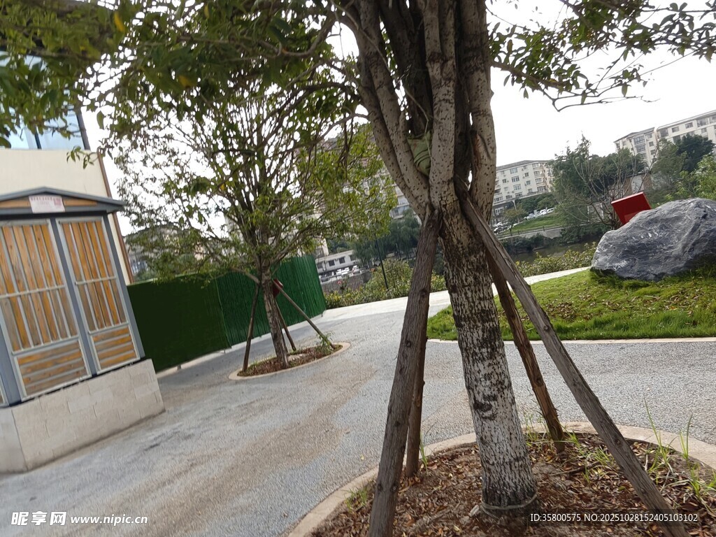 庭院中用支架支撑的树木