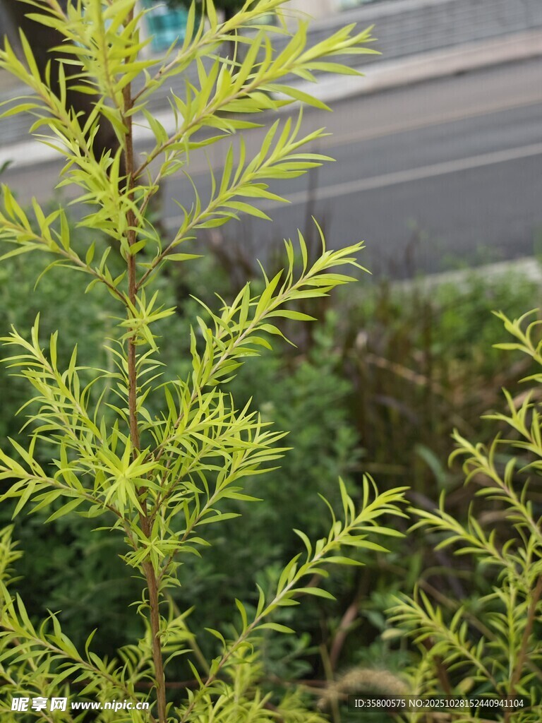嫩绿枝叶植物特写