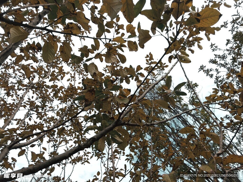 仰视视角下的繁茂树叶