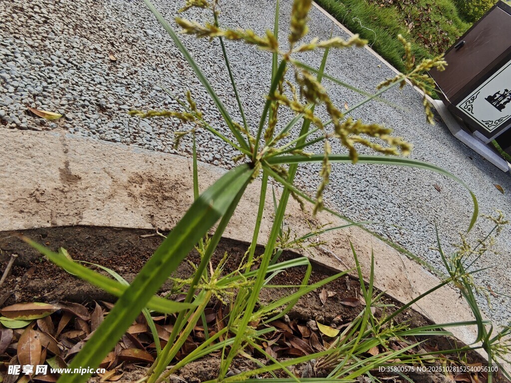 盆栽中的嫩绿植物