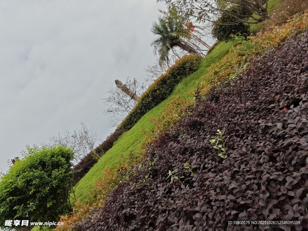 山坡绿植景观