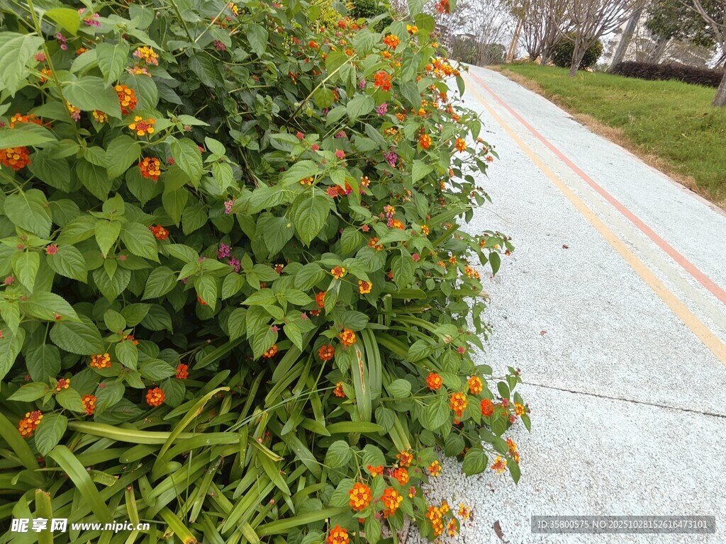 路边繁茂绿植与橙色小花