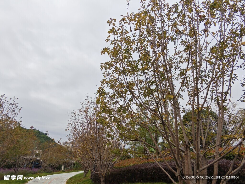 秋日林间小道风景