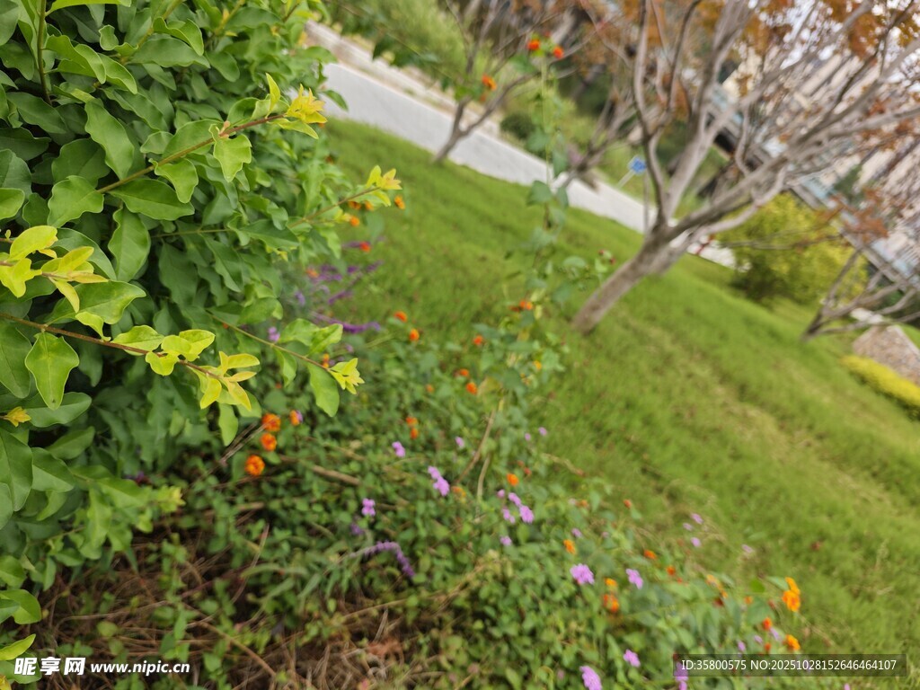 户外绿植景观一角