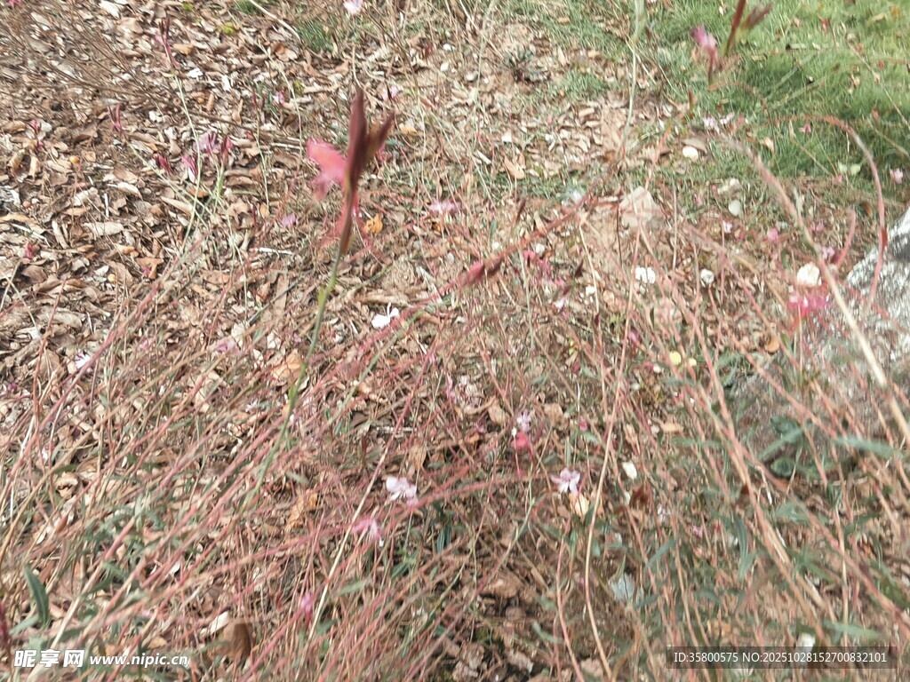 地面上的粉色细长物体