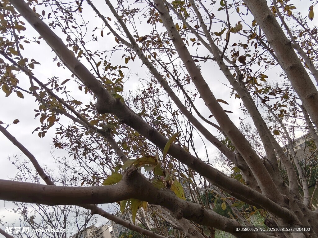 树枝间的朦胧景象