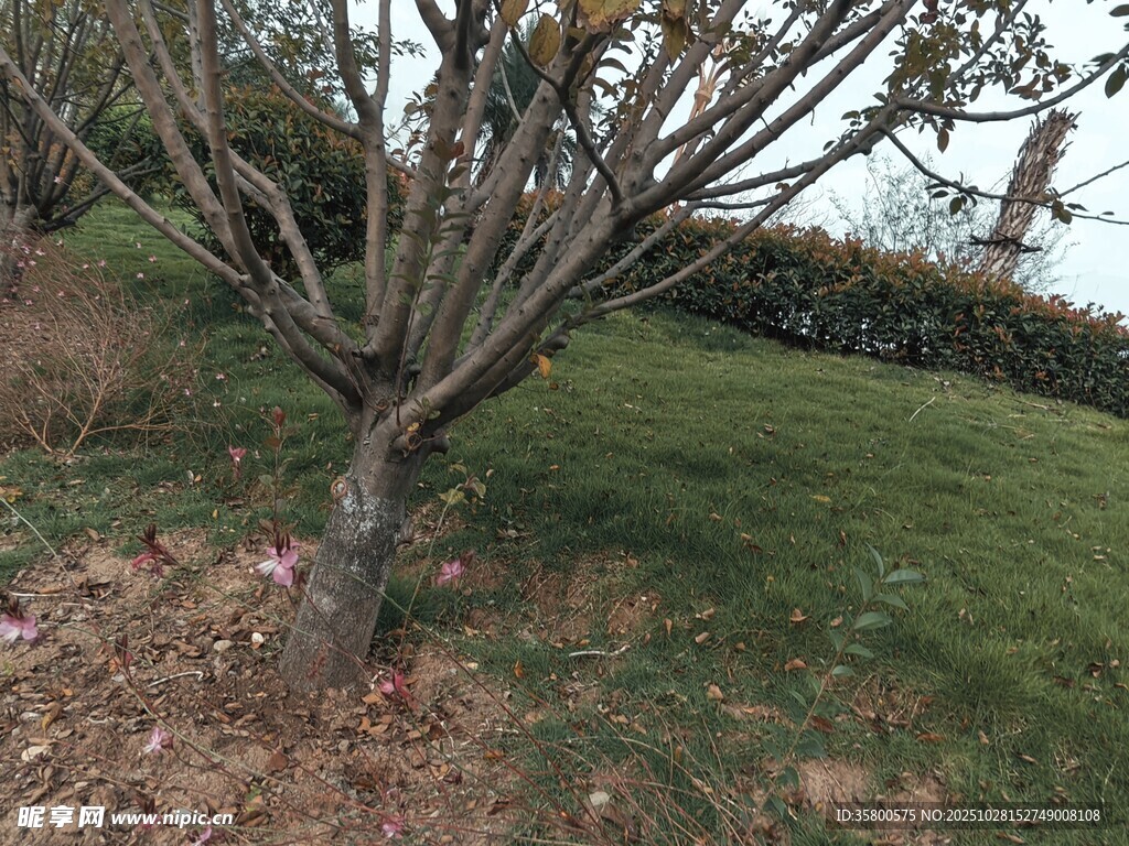 光秃树木与草地景观