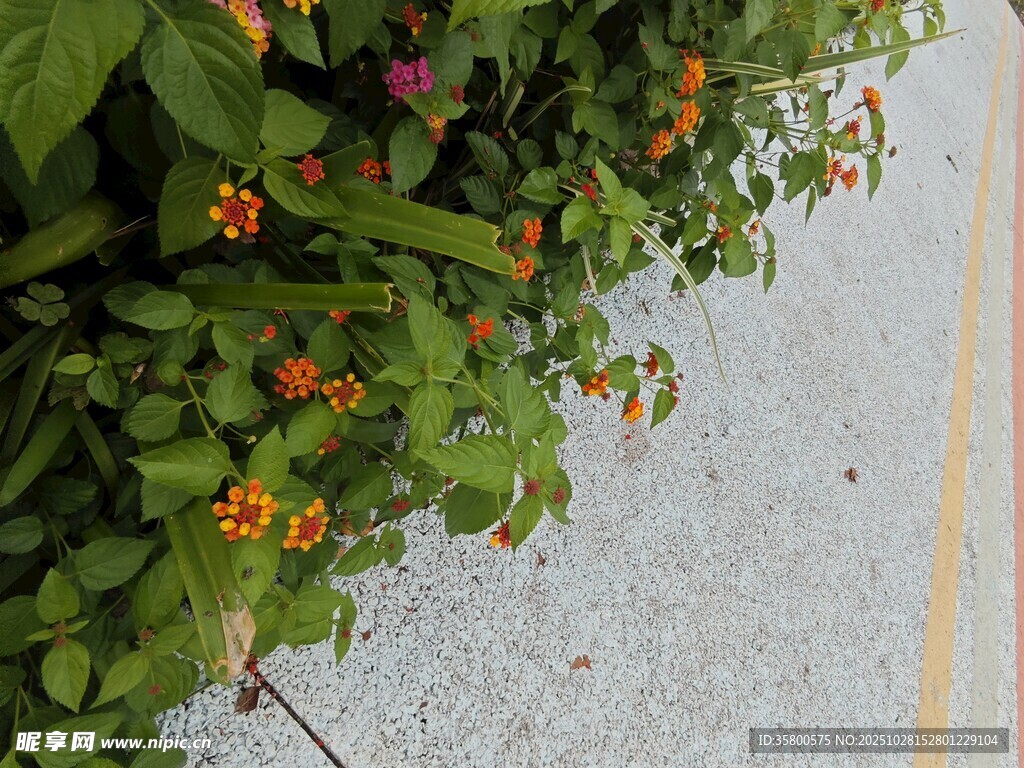 路边绽放的多彩小花