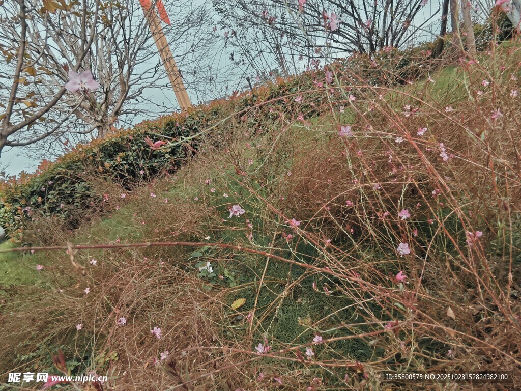 山坡上的繁茂植物景观