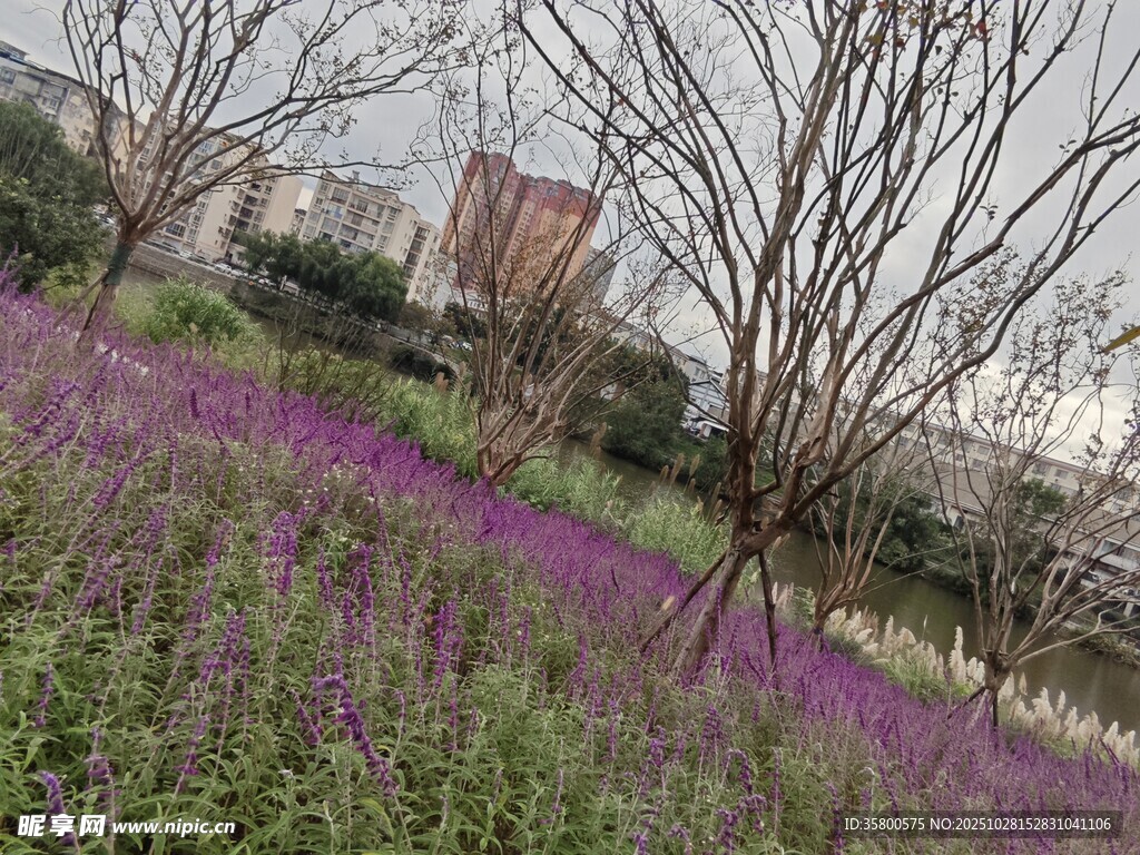 紫色花海中的枯树景观