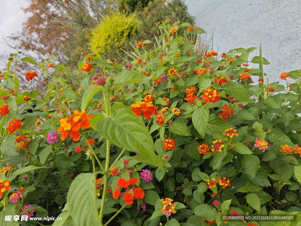多彩花丛中的鲜艳橙色花朵