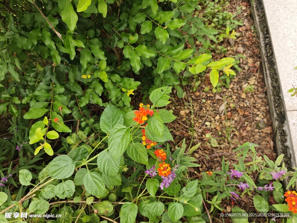 花园中多彩绽放的花卉