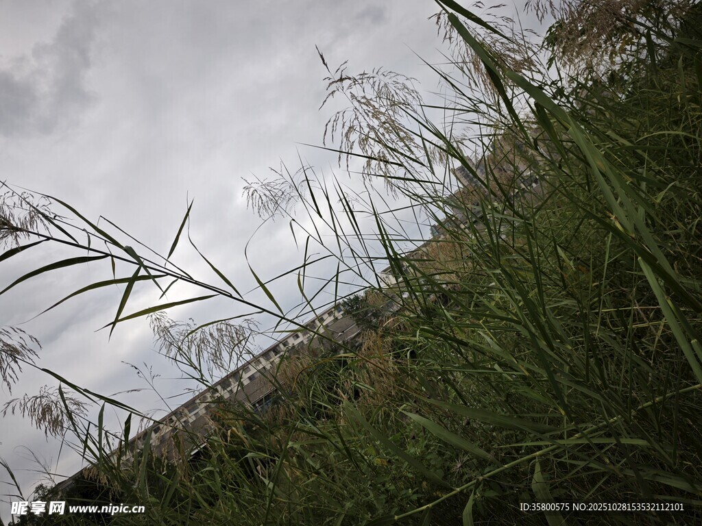 野外草地与阴沉天空景象