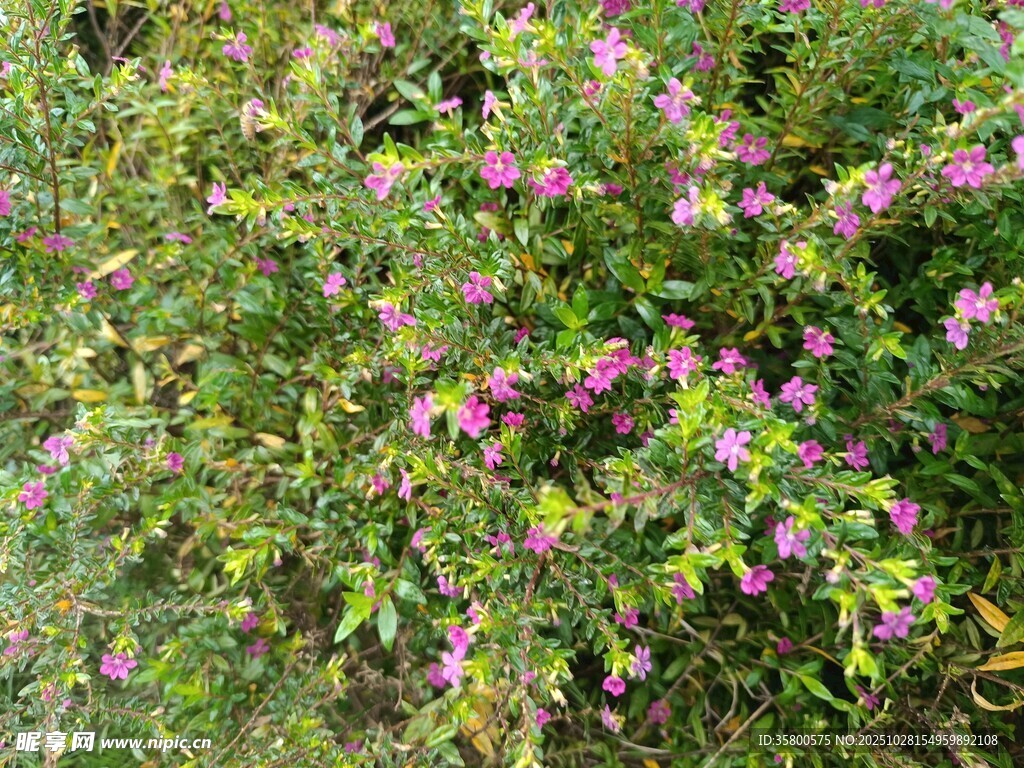 繁茂的粉色花丛