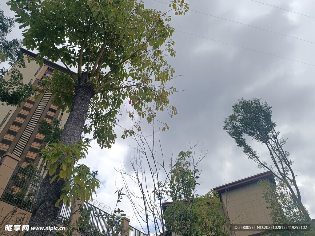 小区内高大树木与建筑景观