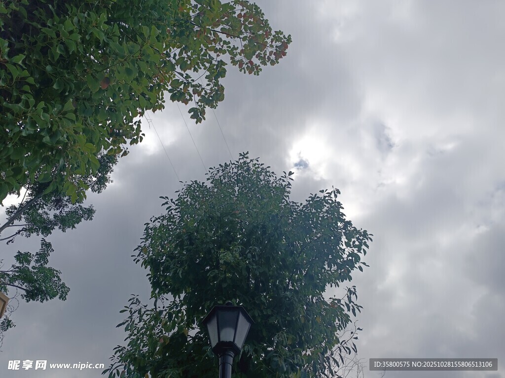 仰视绿树与阴沉天空