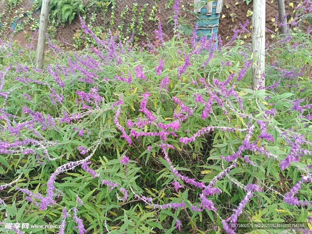 紫色花卉植物景观