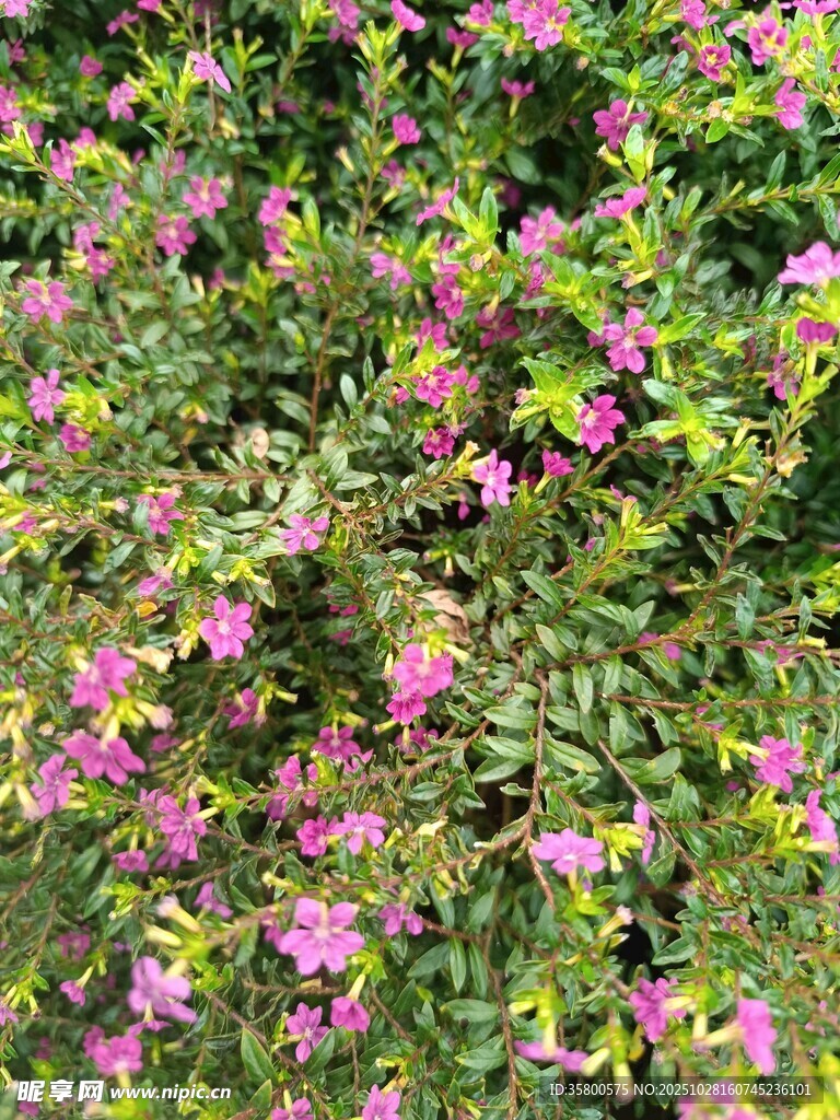 繁茂粉色花卉绿植景观
