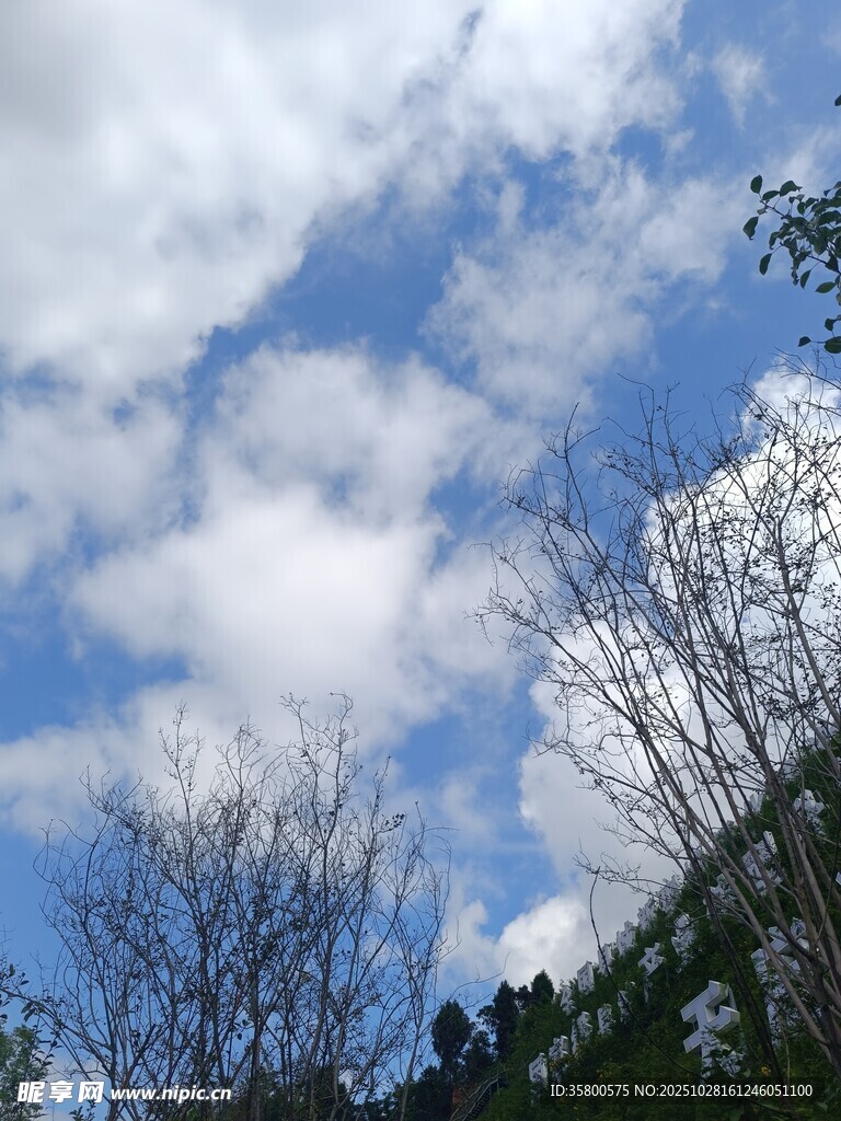 蓝天白云下的树木景象