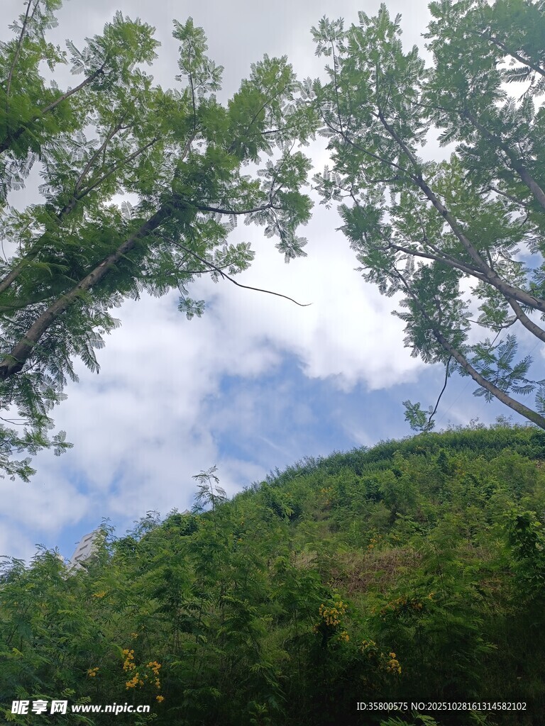 山林间的蓝天白云绿树