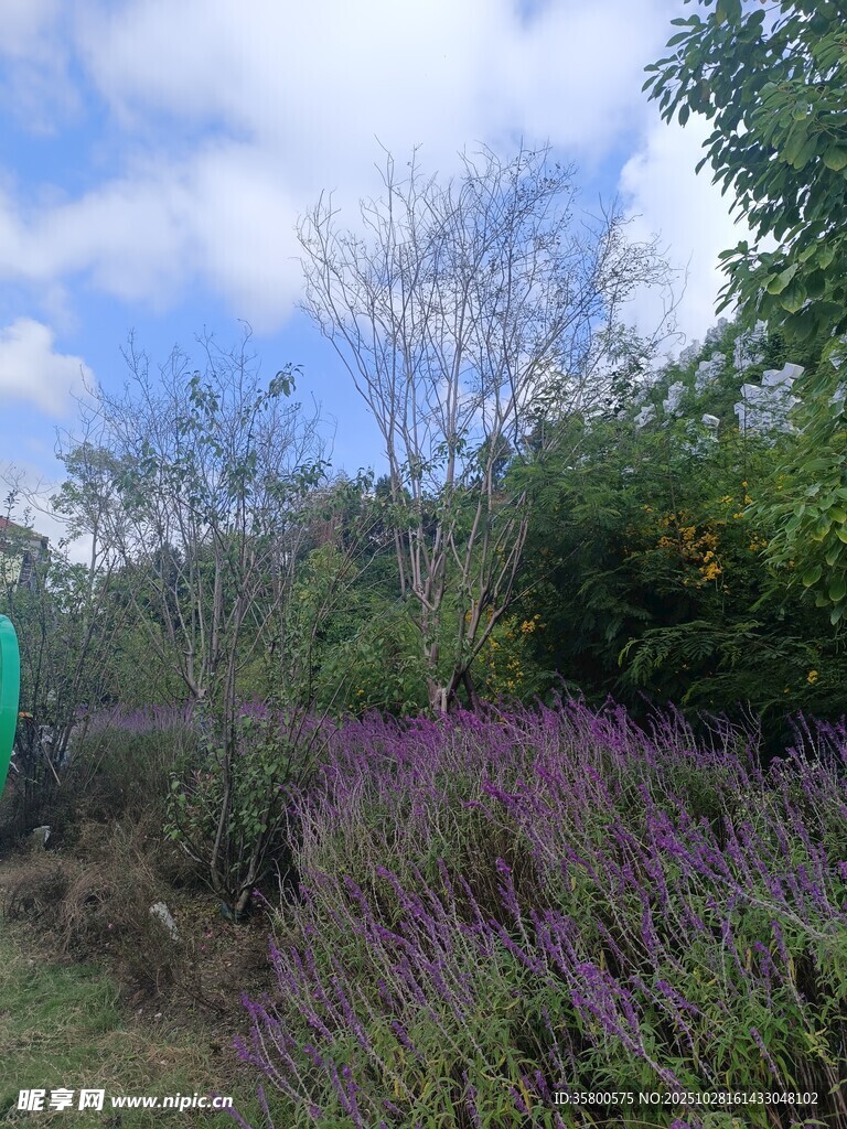 户外紫色花丛与绿树景观