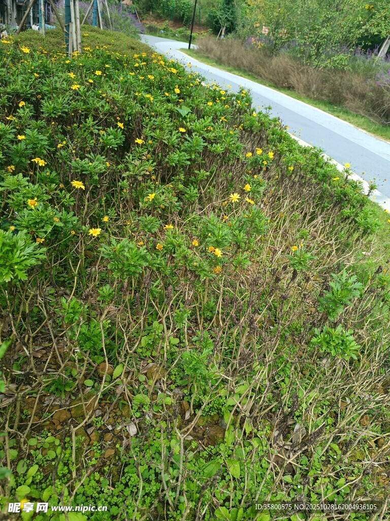 路边繁茂绿植景观