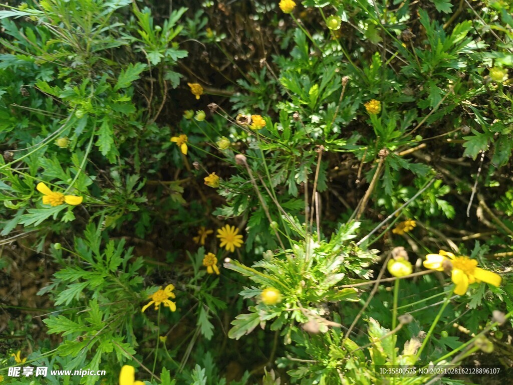 田野间绽放的黄色小花