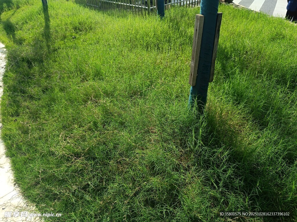 路边翠绿草地与围栏