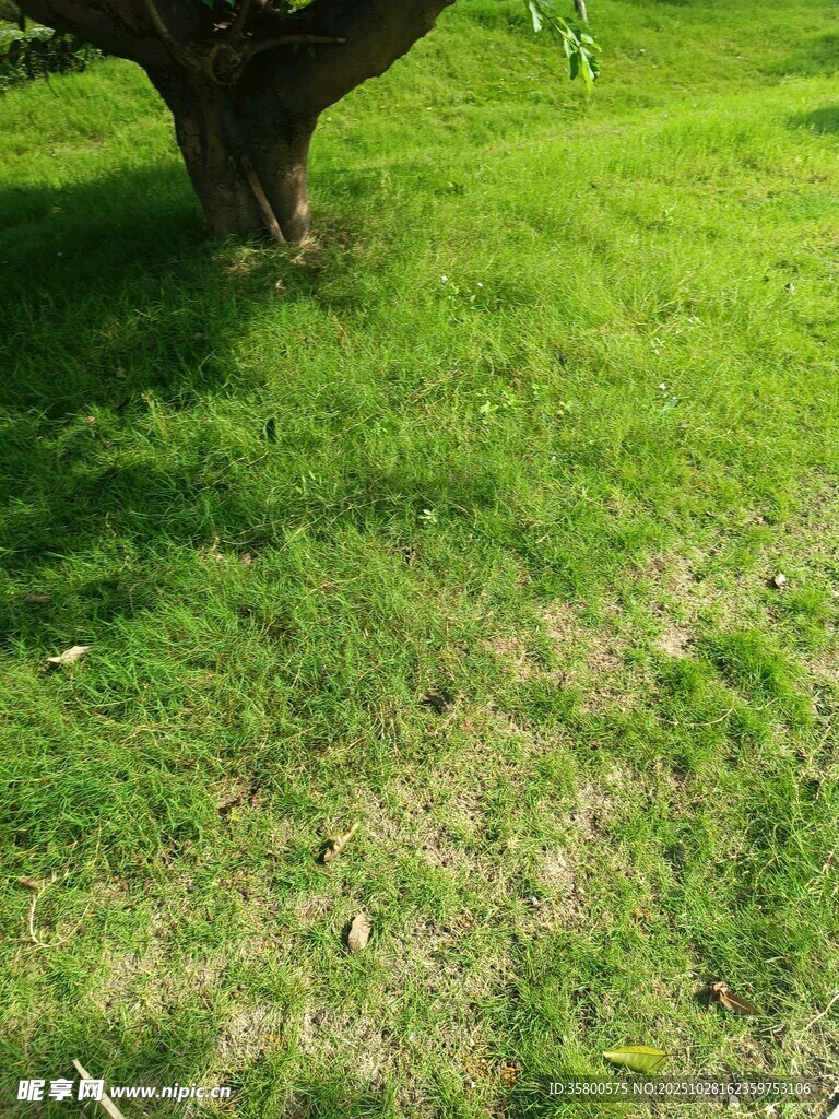 树下翠绿草地风景