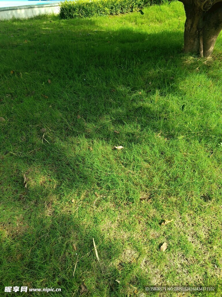 阳光下的翠绿草地