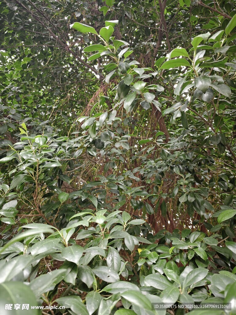 繁茂的森林植物景观