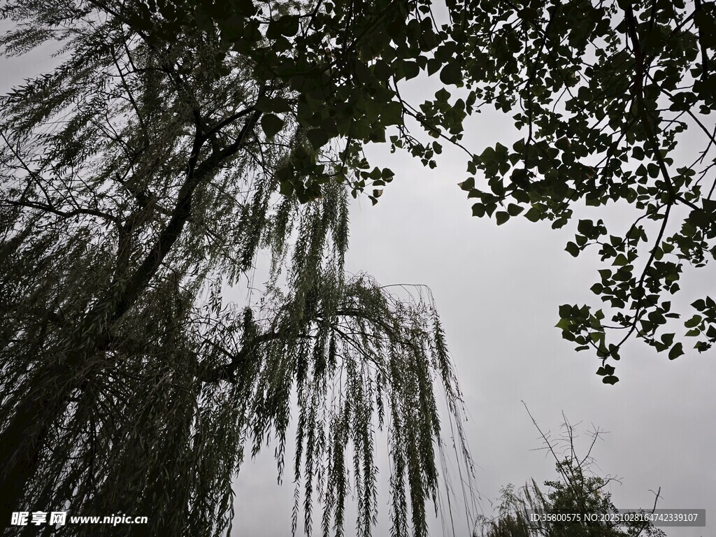 垂柳枝叶映于灰白天空