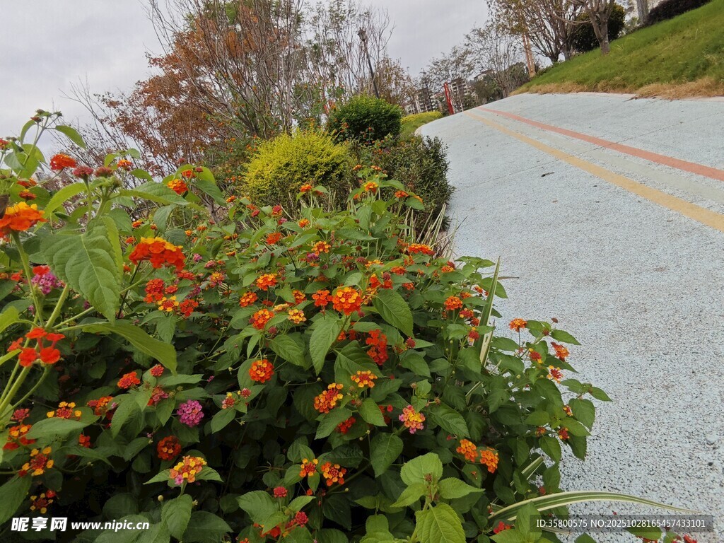 路边盛放的鲜艳花卉