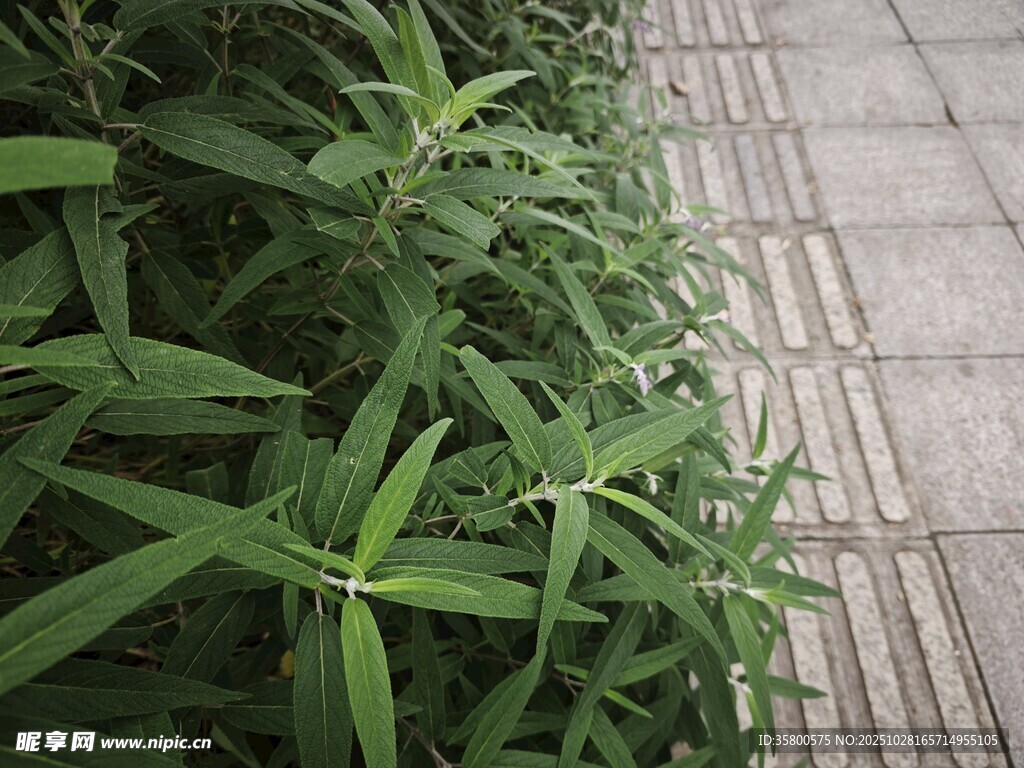 路边翠绿的丛生植物