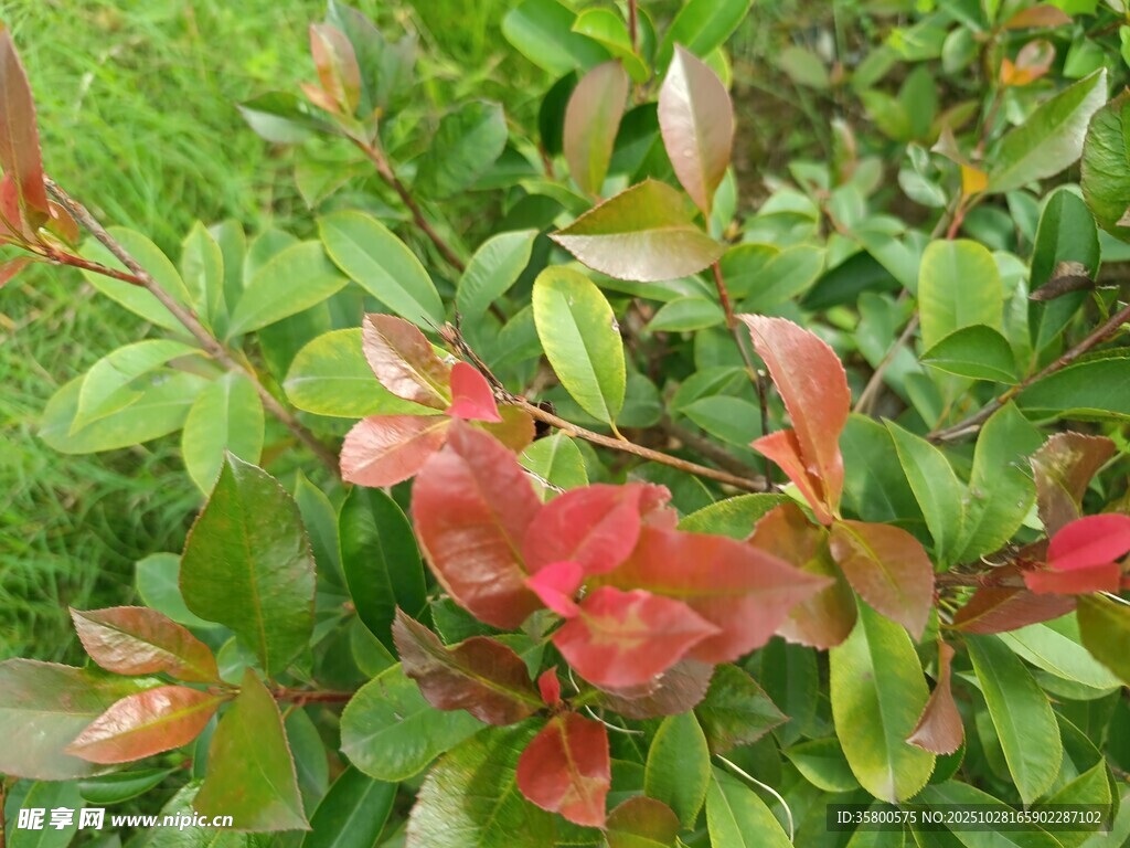红叶绿叶交织的植物景观