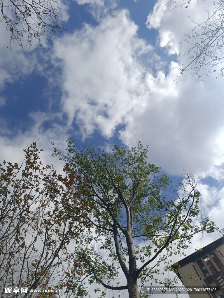 蓝天白云下的绿树景致