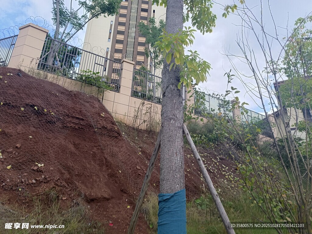 山坡旁的树木与建筑景观