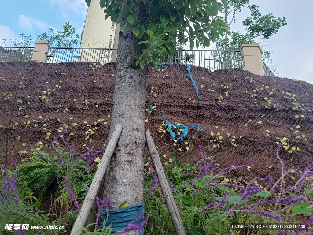 新植树木于多彩花丛中