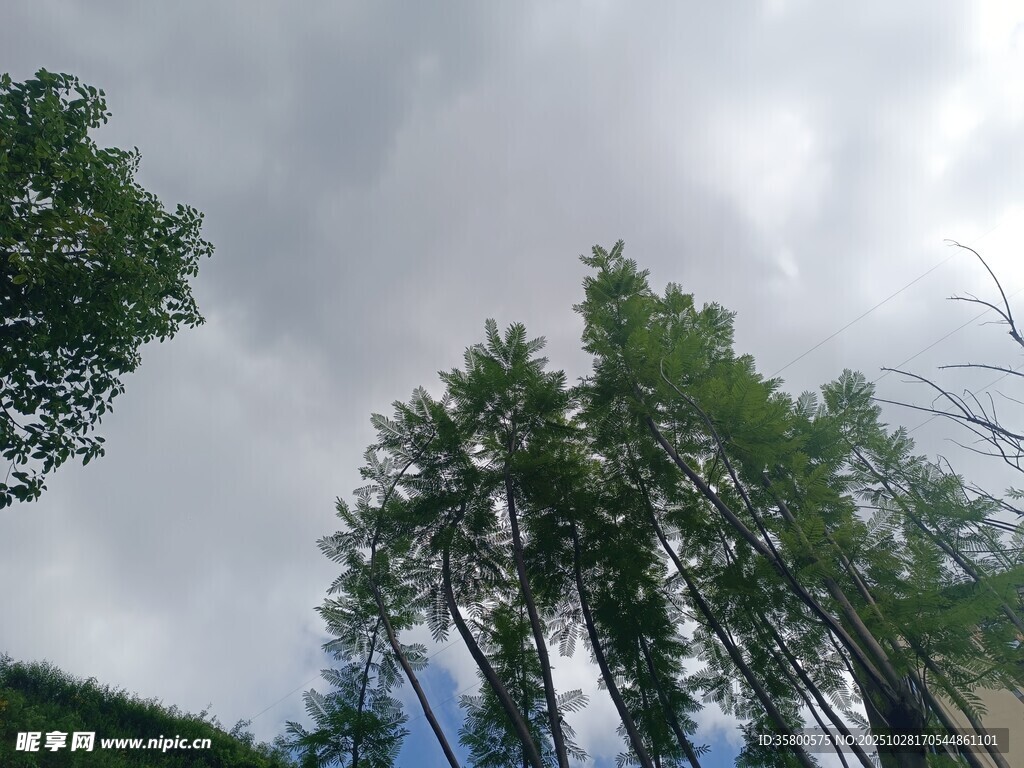 仰视天空下的葱郁树木