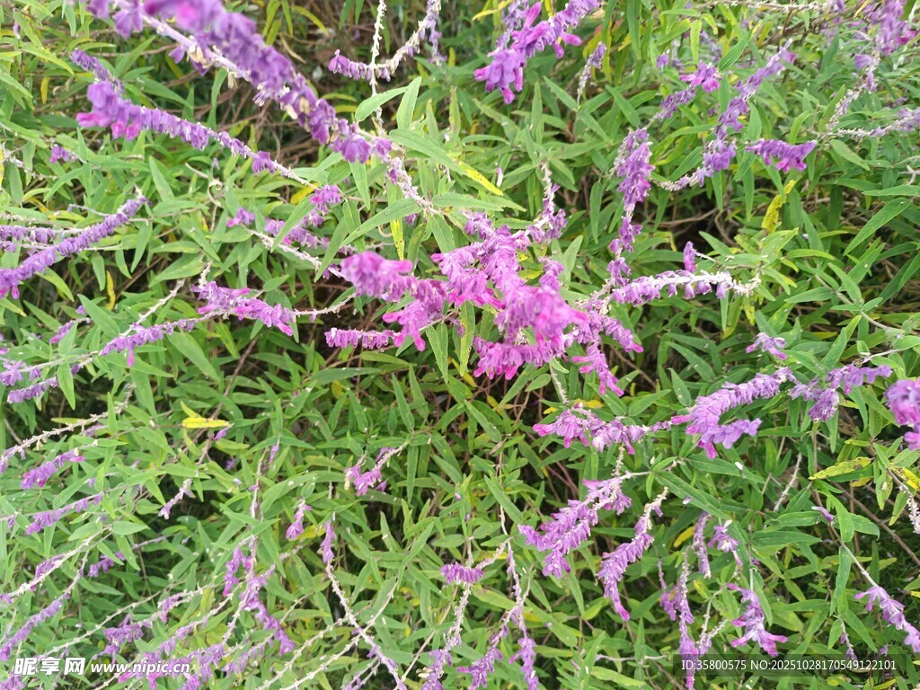 紫色花丛中的美丽景致