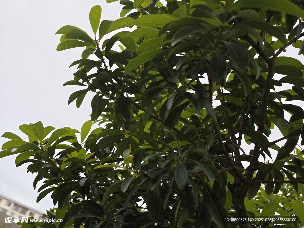 绿叶繁茂的树木