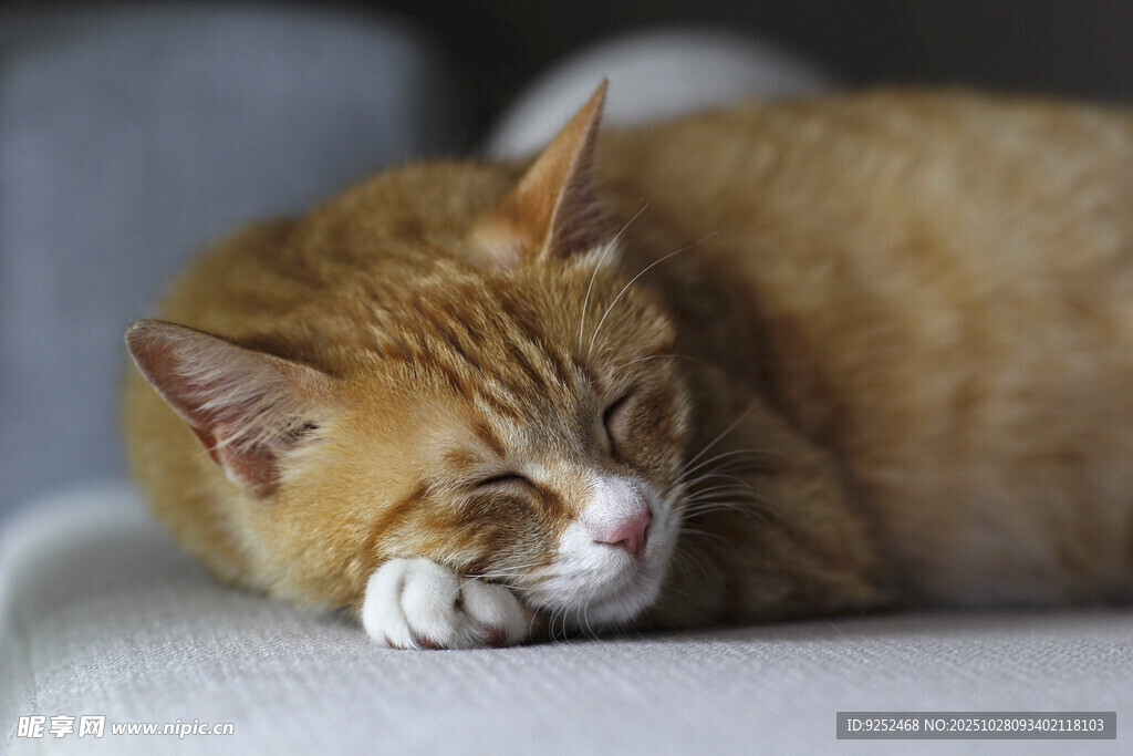 猫咪 睡觉
