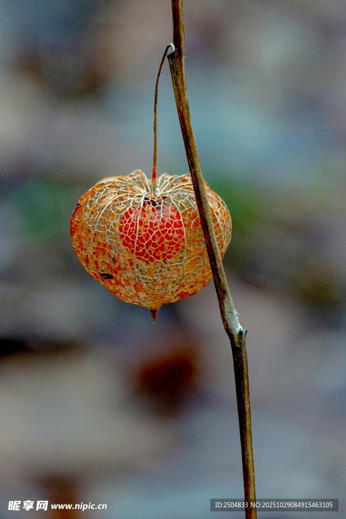 残败红叶挂枝头