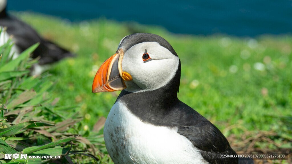 海鹦站立于翠绿草地