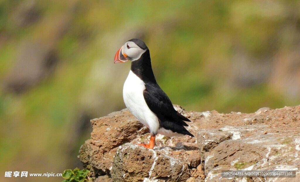 海鹦立于岩石上