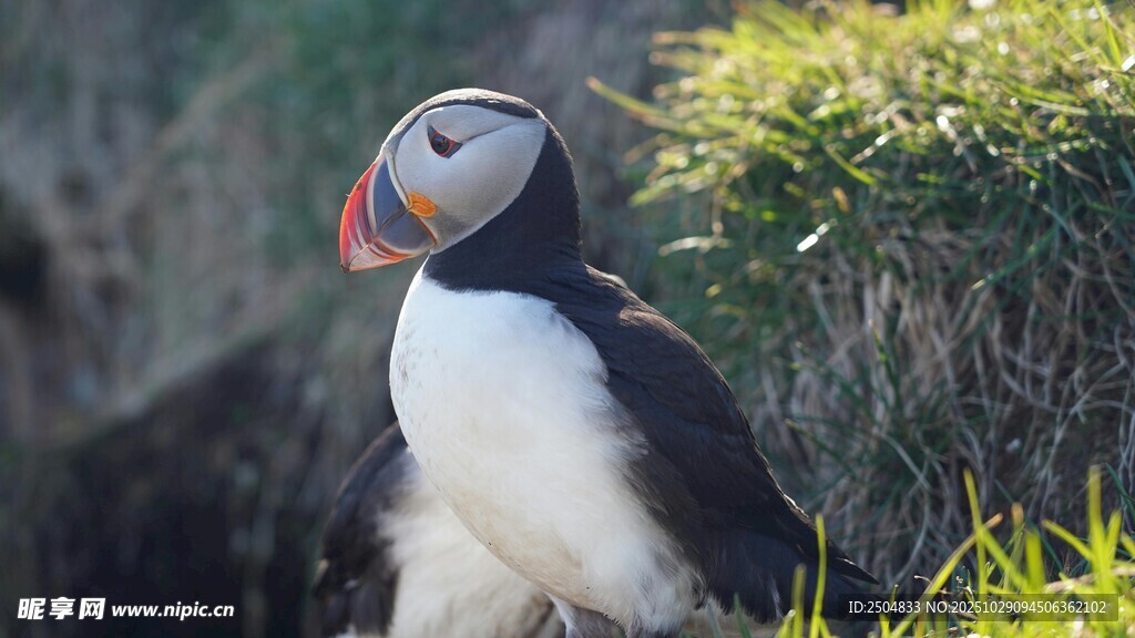 海鹦立于葱郁草地