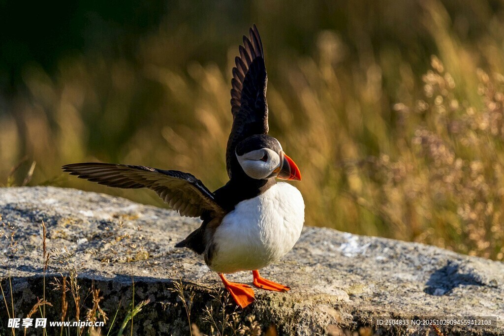 海鹦展翅立于石上