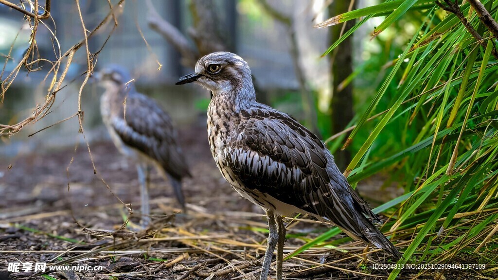 两只鸟立于绿植旁