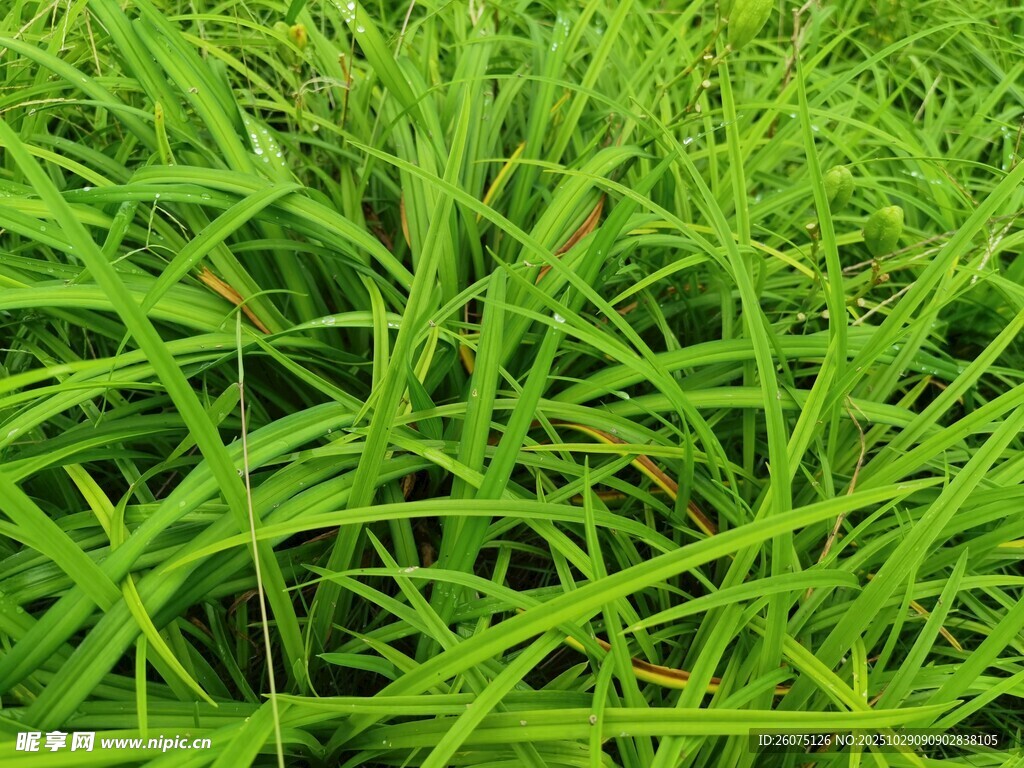 翠绿繁茂的青青野草